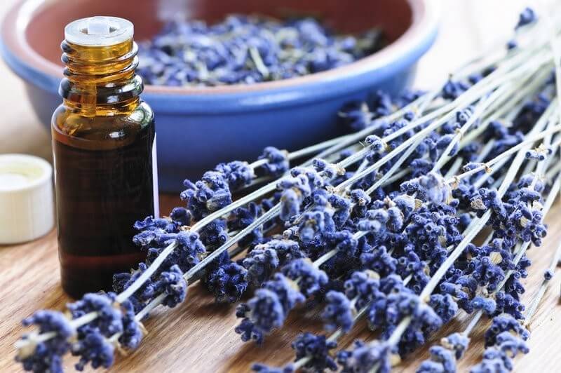 is-lavender-oil-estrogenic-1