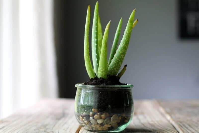 what to put on a burn aloe vera