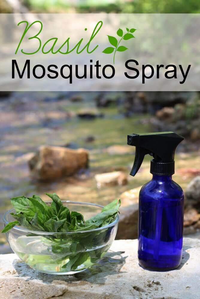 Homemade Mosquito Repellent with Basil