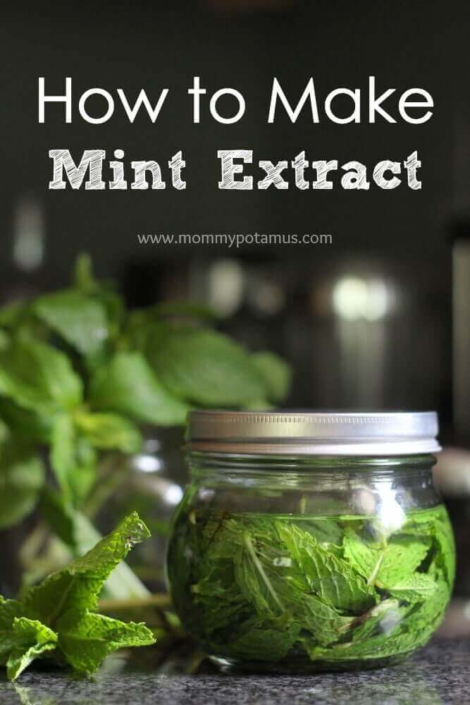 DIY Mint Extract - The Coconut Mama