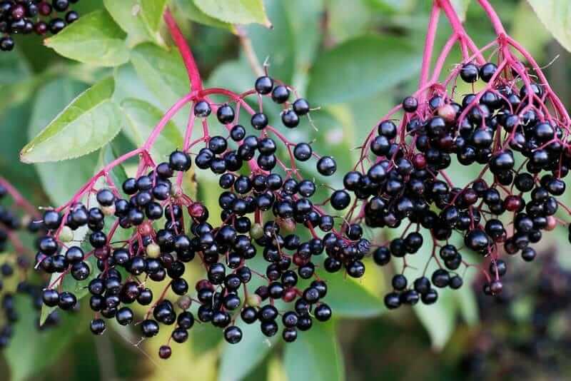 Homemade Elderberry Syrup