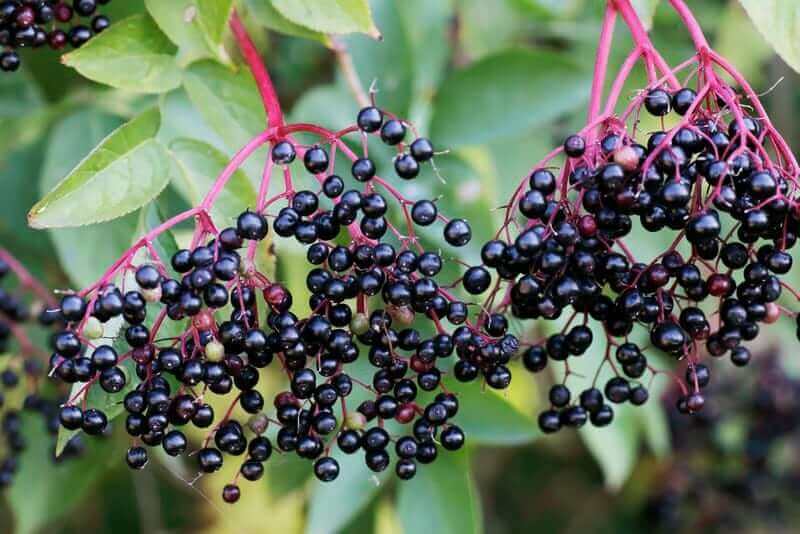 Fresh elderberries on the vine