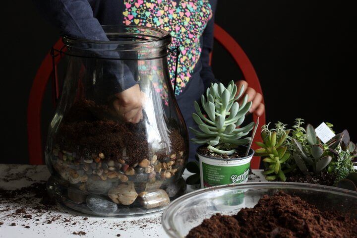 how-to-make-a-terrarium