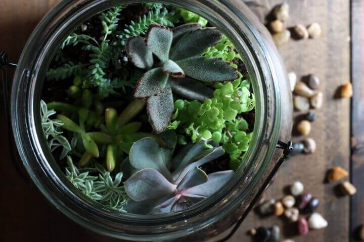 how-to-make-terrarium-top-view