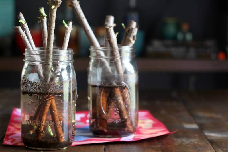 Elderberry cuttings in glass mason jars. 