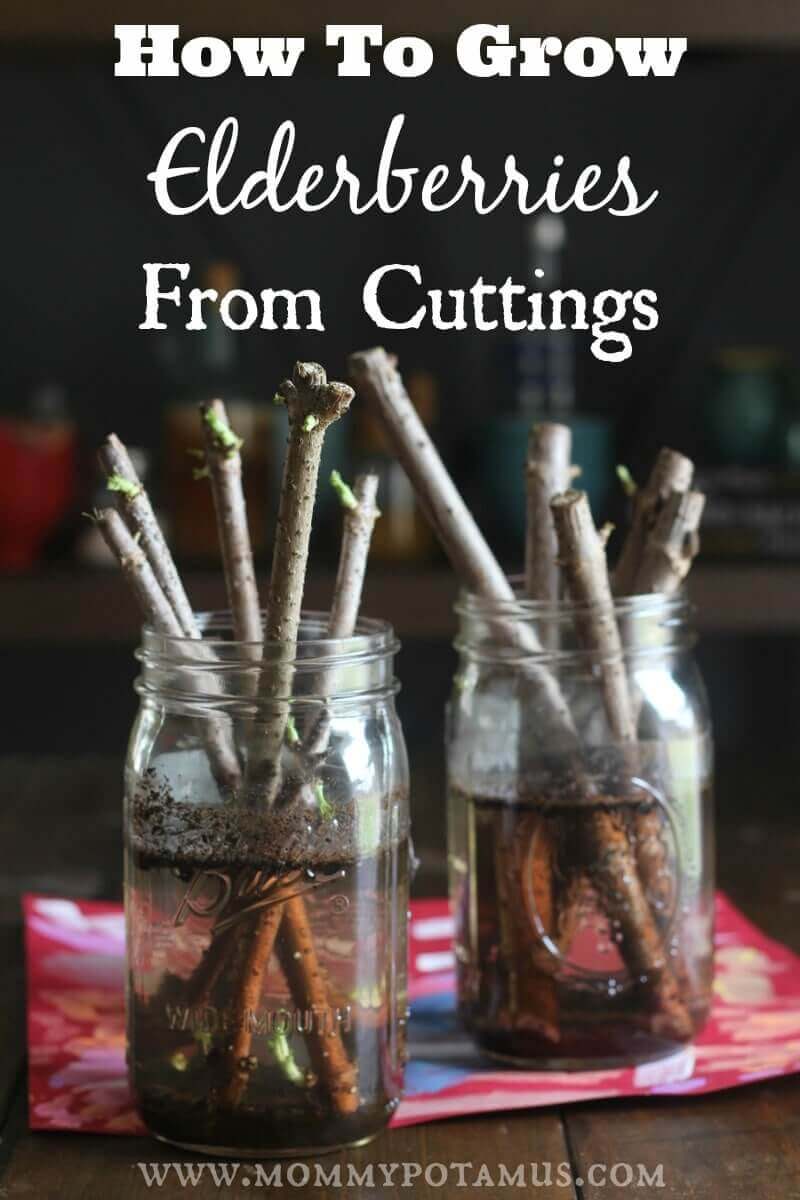 Close up of elderberry cuttings in mason jars