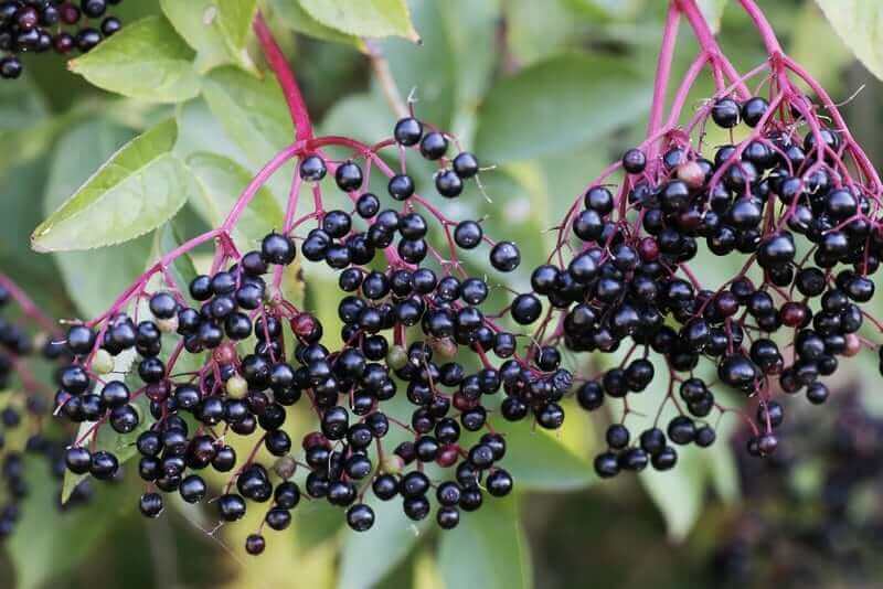 Elderberries on a bush