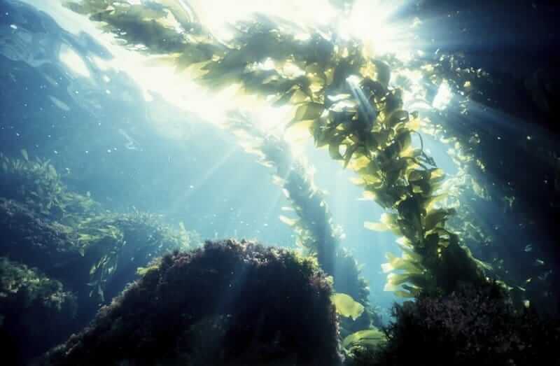 Seaweed growing in the ocean