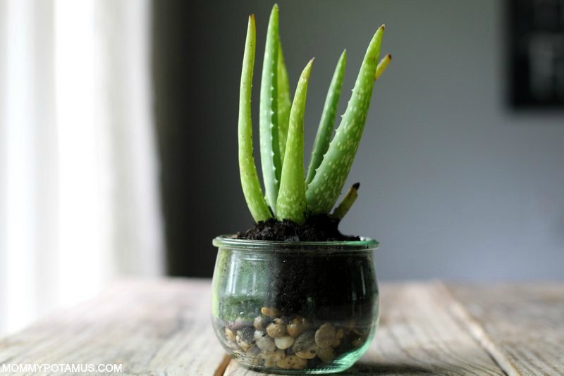 Aloe vera plant