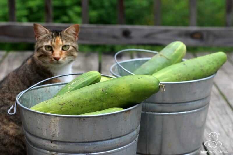 bucket-of-cucumbers-limeade-recipe