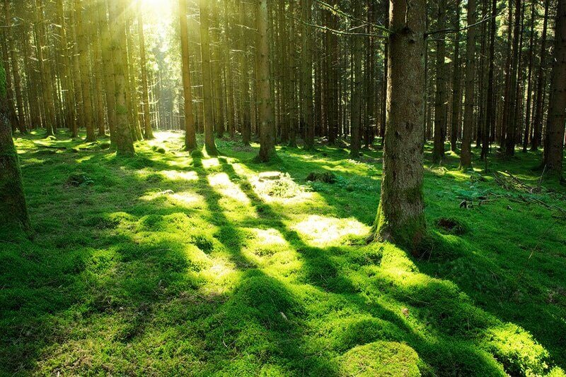 Sunshine forest trees. Sun through green forest nature. Forest in light. Summer forest. Tranquility of green forest nature