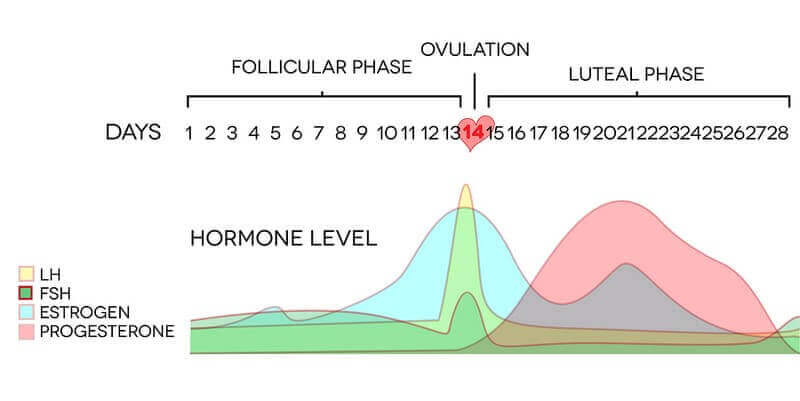 symptomes-déséquilibre-hormonal