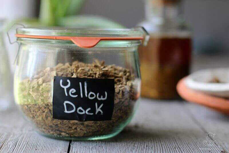 yellow-dock-benefits-uses