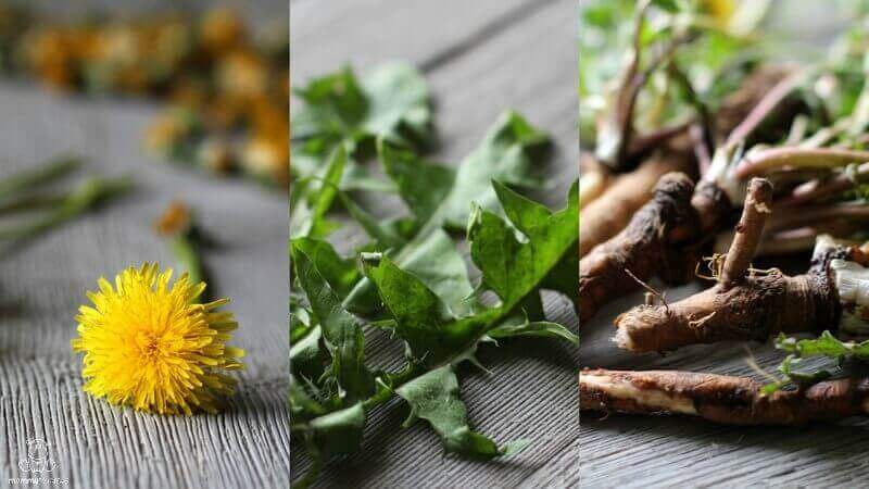 dandelion benefits