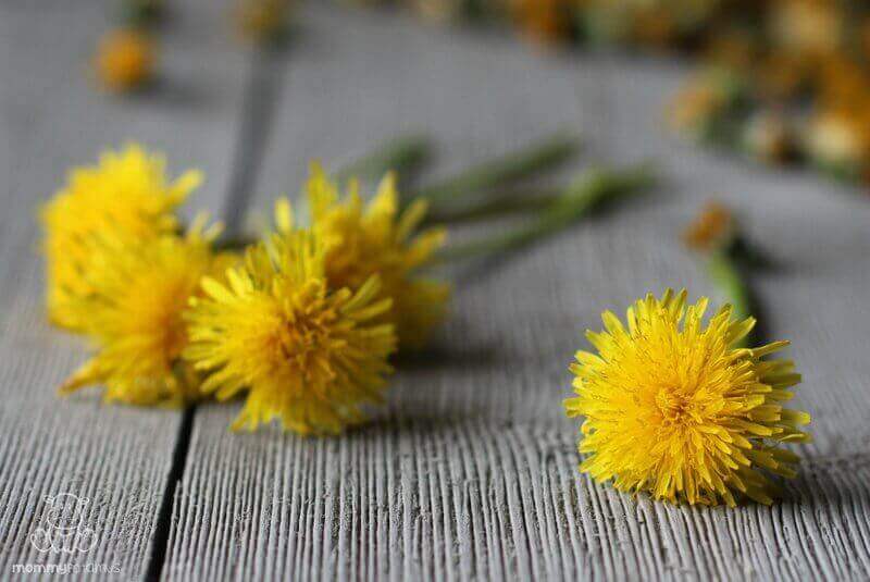 Dandelion For Detox, Digestion and Hormone Balance