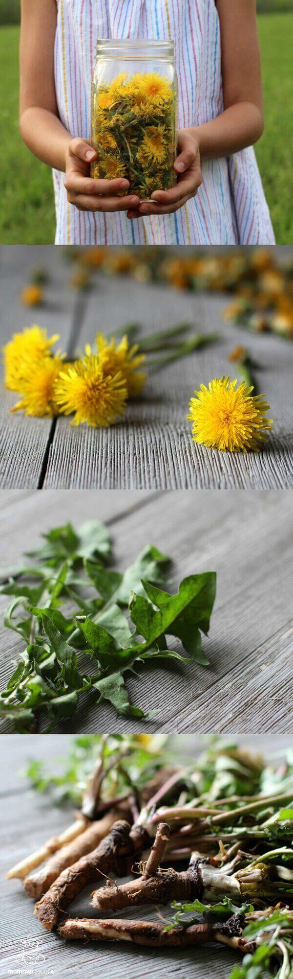“Dandelion is a generous plant in that every part of it can be used as food or medicine,” writes Rosalee de la Forêt in her gorgeous new book, Alchemy of Herbs. And it’s true. Dandelion flowers, roots and leaves can be made into salads, teas, decoctions, tinctures, syrups, wines, skin healing salves and more. Here's an overview of how to use them.