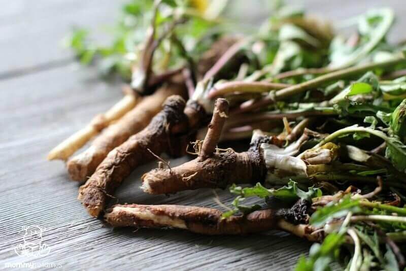 dandelion root benefits