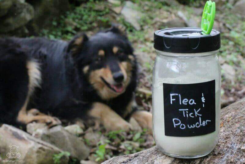 best diatomaceous earth for fleas