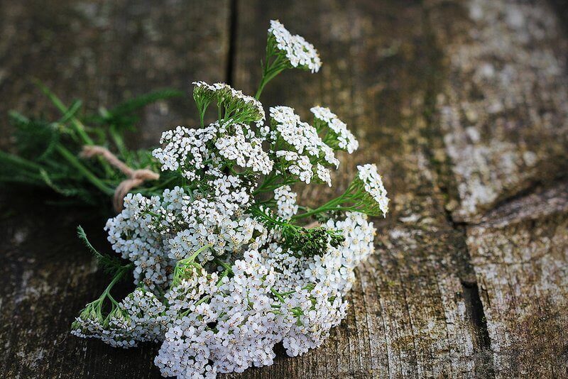 8 Yarrow Uses And Benefits (And How To Prepare It In Your Kitchen)