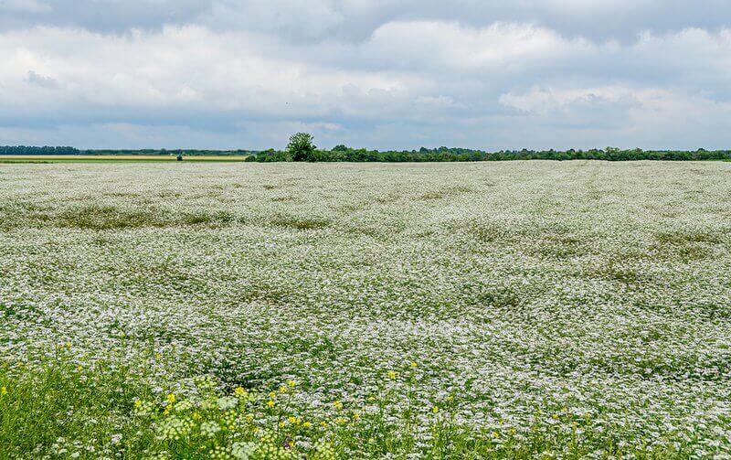 Yarrow Uses