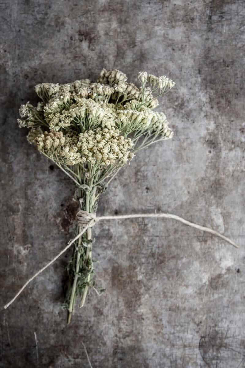 Yarrow is used internally (as a tea or tincture) to ease a fever, stimulate digestion, ease stomach issues and headaches, and more. It's also used externally for wound care and beauty applications.