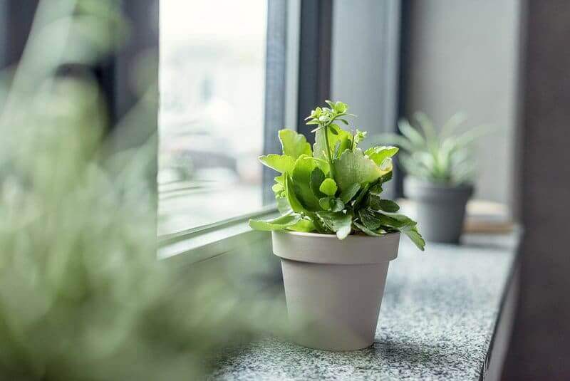 Inexpensive ways to improve indoor air quality that are backed by research