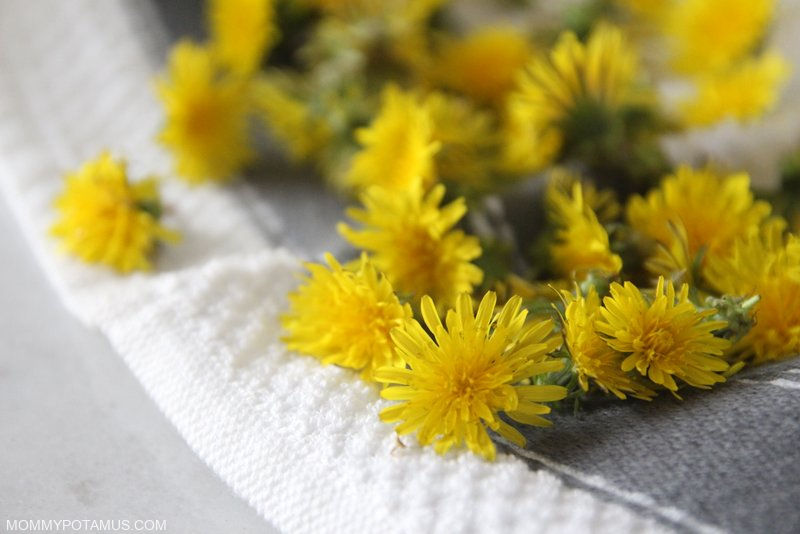 Benefits of Dandelion for Skin