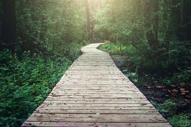 Forest path with trees all around