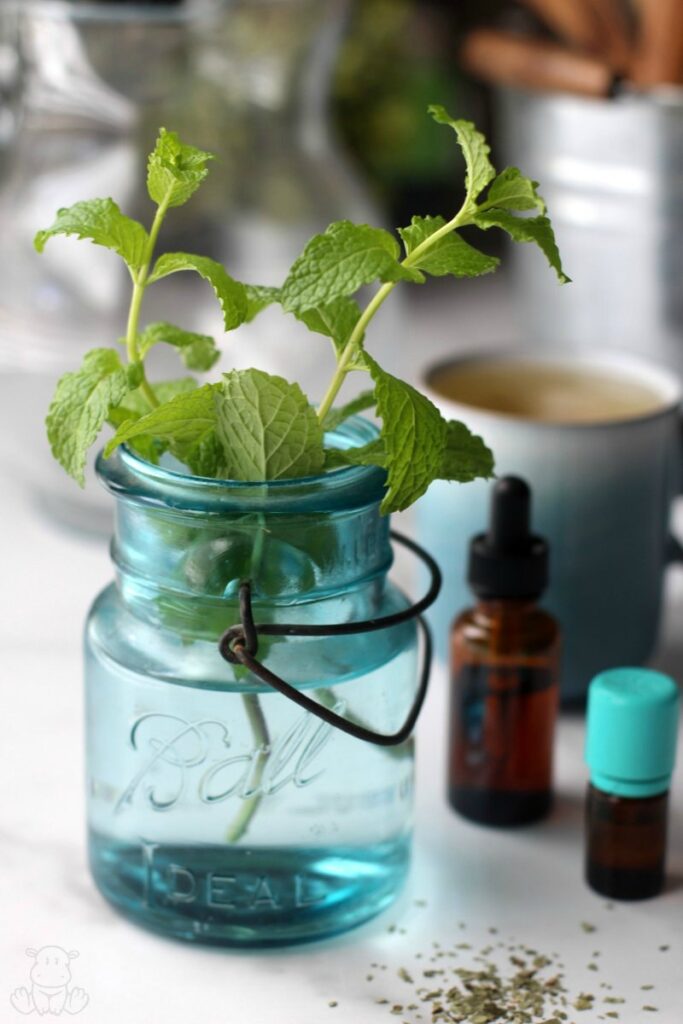 Close up of lemon balm herb, tea, tincture and essential oil