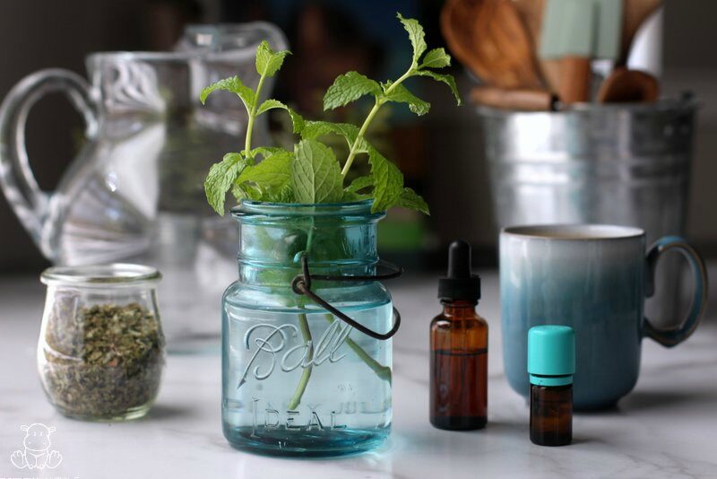 Fresh lemon balm in a mason jar 