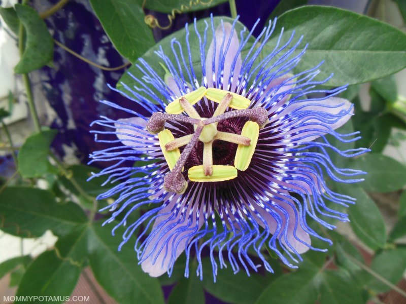 Close up of passionflower