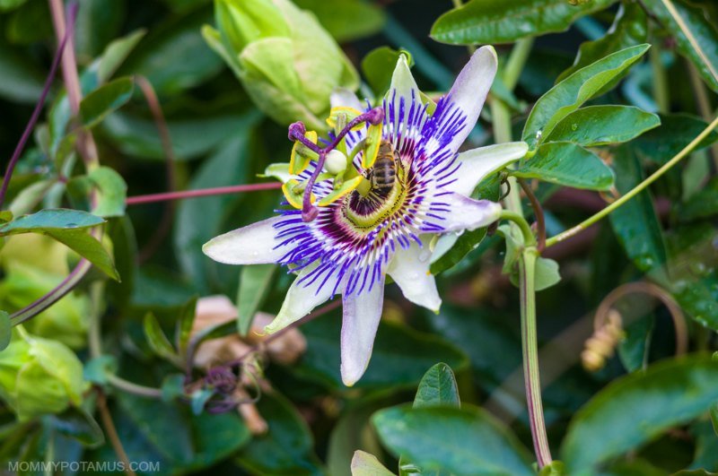 Close up of passionflower vine