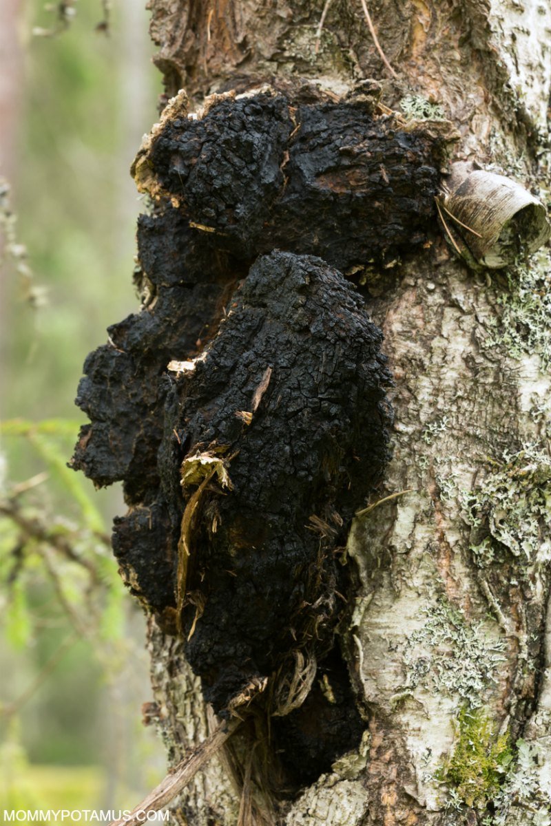 6 Benefits Of Chaga Mushrooms