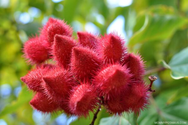 Annatto Pods: A rich source of tocotrienols