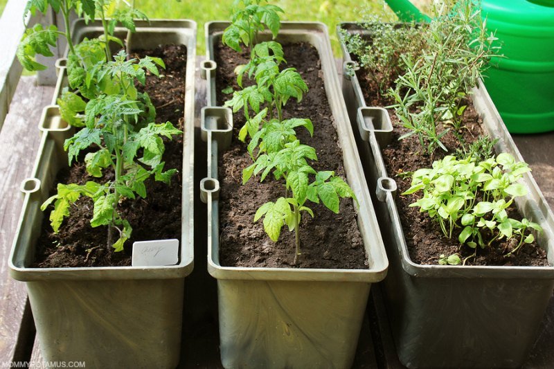 Herbs and vegetables growing in containers