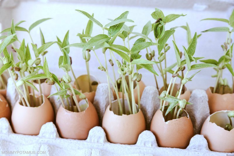 Vegetable starters in eggshell "pots" 