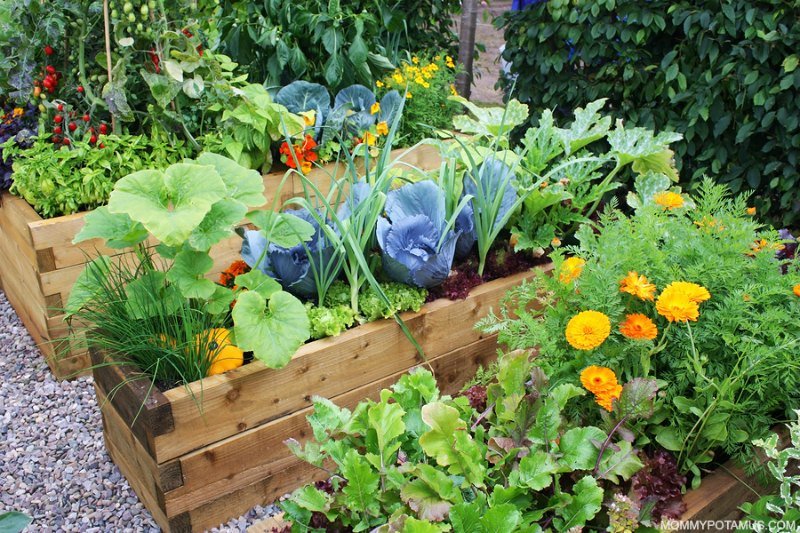 Raised vegetable garden with cabbage, leafy greens, and flowers to attract pollinators