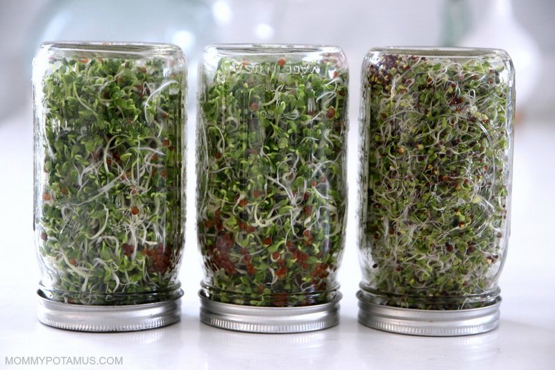 Homegrown sprouts in mason jars