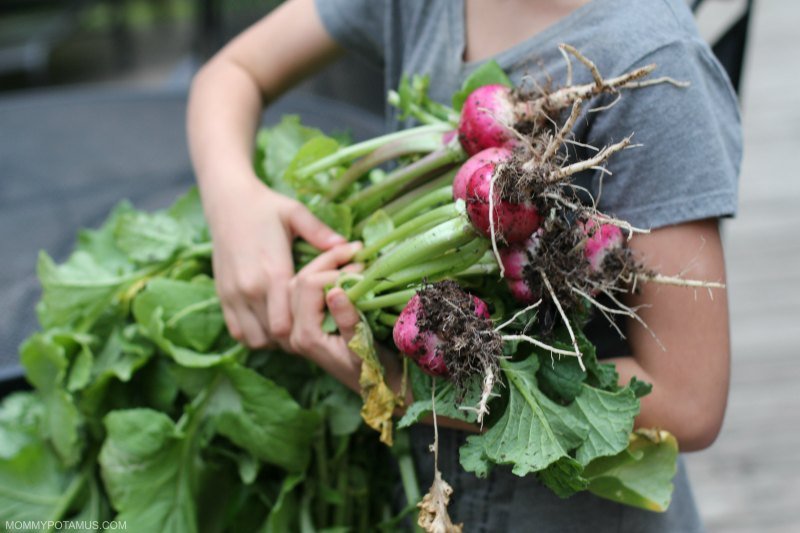 how to start gardening