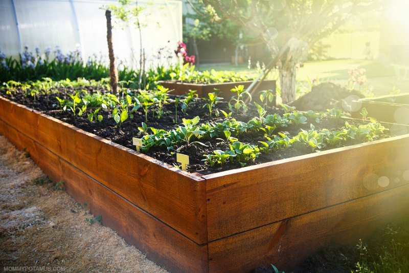 Raised garden beds