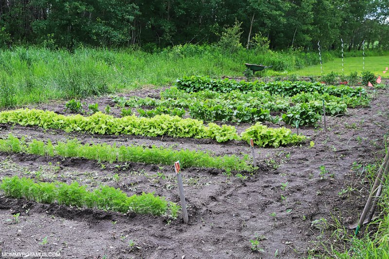 Large row garden with different veggies