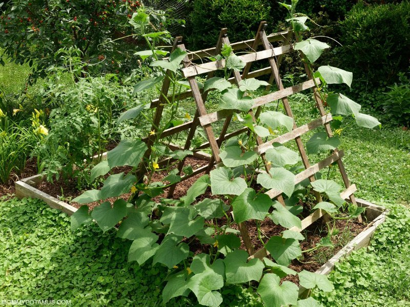 Vegetable vine growing on vertical garden trellis