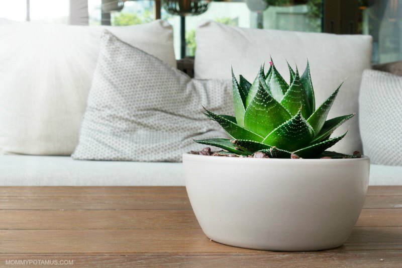 Living room with fresh plant and cozy couch