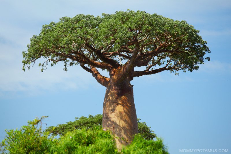 baobab benefits