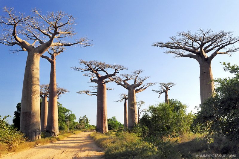 benefits of baobab