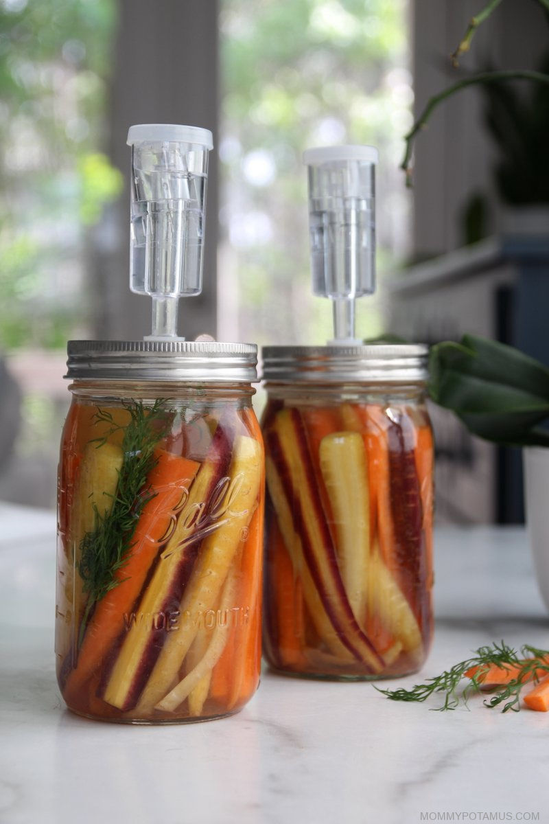 Close up of dill sprig and fermented carrot sticks in jars