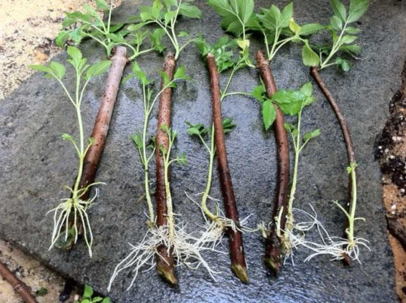 Elderberry cuttings on pavement, ready to be planted.