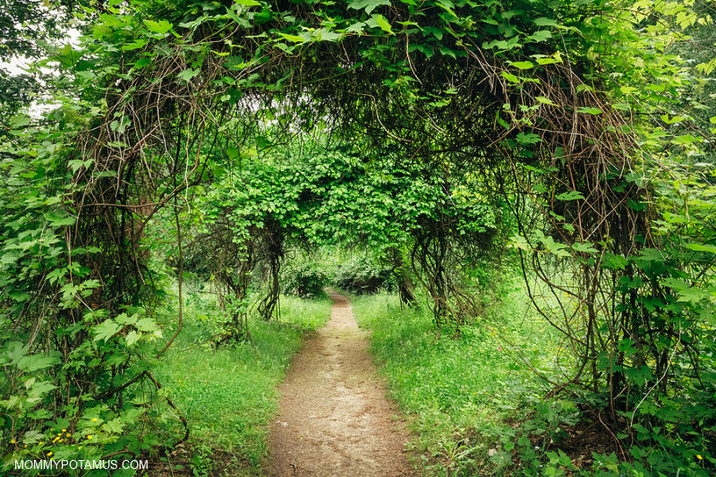 Forest path