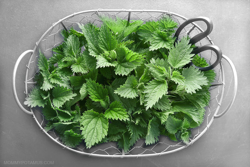 Fresh stinging nettle in basket