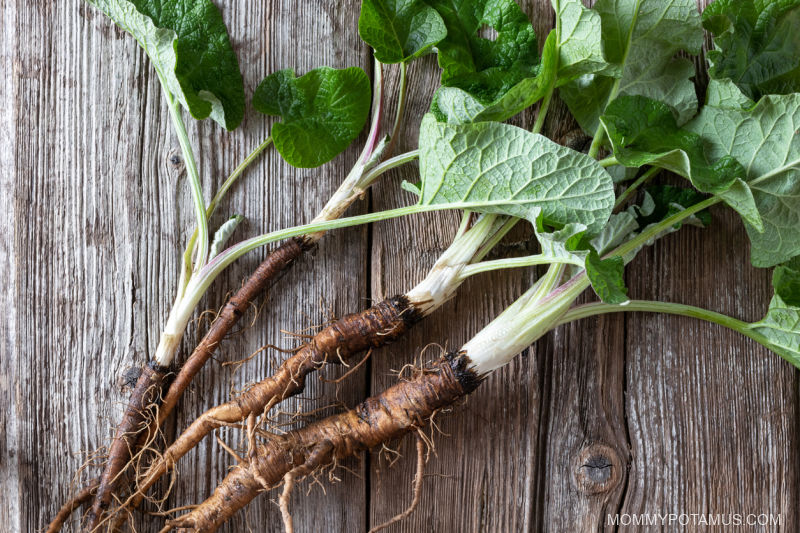 Fresh burdock root